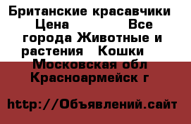 Британские красавчики › Цена ­ 35 000 - Все города Животные и растения » Кошки   . Московская обл.,Красноармейск г.